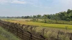 চাঁপাইনবাবগঞ্জ সীমান্তে বিজিবির ফাঁকা গুলি, মহিষ জব্দ