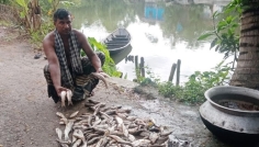 কচুয়ায় পুকুরে বিষ প্রয়োগ করে মাছ নিধন