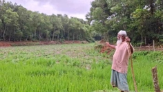 শেরপুরে বন্য হাতির তাণ্ডবে আমন ধানের ব্যাপক ক্ষতি
