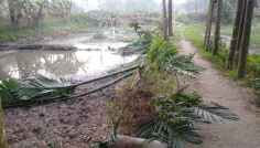 পূর্বধলায় জমি নিয়ে বিরোধে প্রতিপক্ষের গাছ কাটার অভিযোগ