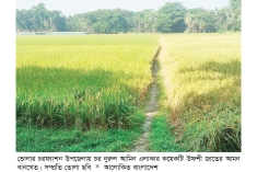 দক্ষিণাঞ্চলে উফশী জাতের ধান চাষে আগ্রহ বাড়ছে  