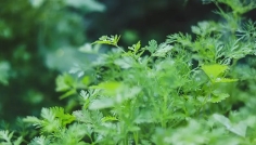 ধনেপাতার পুষ্টিগুণ