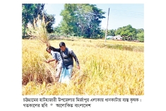 হাটহাজারীতে আমনের বাম্পার ফলন  