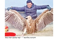 বিরল প্রজাতির শকুন উদ্ধার  