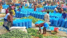 সিরাজগঞ্জে মৌসুমি খিরা চাষে বাম্পার ফলন