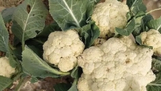 রংপুরে ২ টাকায় বিক্রি হচ্ছে ফুলকপি, বিপাকে চাষিরা