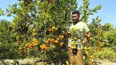 চুয়াডাঙ্গায় তরুণদের হাত ধরে বদলে যাচ্ছে কৃষি