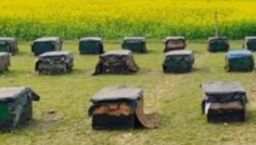 সিরাজগঞ্জে মাঠে মাঠে সরিষা ফুলের সমারোহ, ব্যস্ত মৌচাষীরা