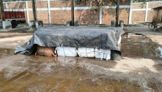 বেনাপোলে মিথ্যা ঘোষণায় আমদানি করা ইলিশের চালান আটক