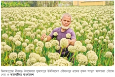 বীরগঞ্জে পেঁয়াজের ভালো ফলনের সম্ভাবনা  