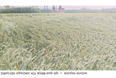 কালবৈশাখির তাণ্ডবে বিধ্বস্ত রাণীশংকৈল, নিহত এক  