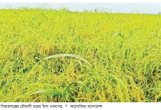 সিরাজগঞ্জে চিনা ধান চাষে আগ্রহী হচ্ছেন কৃষক  