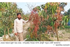 সেচ ও যোগাযোগ সংকট, ফল চাষে সুফল মিলছে না  