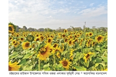 সূর্যমুখী চাষে লাভবান কৃষক  