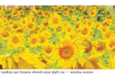সাতক্ষীরায় সূর্যমুখী চাষের ব্যাপক সম্ভাবনা  