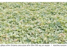 চান্দিনায় কন্দাল জাতীয় ফসল চাষে বিপ্লব 