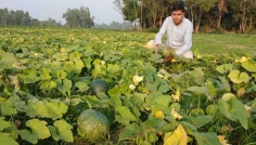 মিষ্টি কুমড়ার বাম্পার ফলনে কৃষকের মুখে তৃপ্তির খুশি