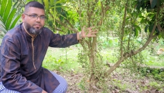 বীরগঞ্জে লটকনের বাম্পার ফলনে বাবুর সাফল্য