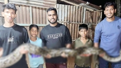 খাবারের সন্ধানে ১৪ ফুট লম্বা অজগর লোকালয়ে, পরে অবমুক্ত