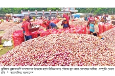 ভালো ফলনেও লোকসানে কাঁদছেন পেঁয়াজ চাষিরা  