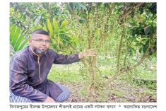 বীরগঞ্জে লটকন চাষে ঝুঁকছেন কৃষক  