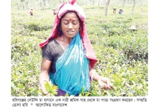 বৃষ্টিতে হাসছে চা বাগান  