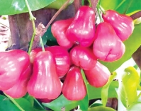 জামরুলের অনেক গুণ  