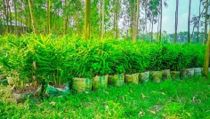 বস্তায় আদা চাষে সফল বীরগঞ্জের তরুণ উদ্যোক্তা রতন