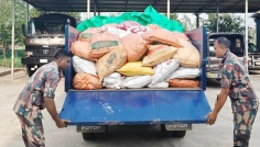 হবিগঞ্জে বিজিবির অভিযানে ভারতীয় জিরা ও গরু জব্দ