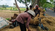 চুয়াডাঙ্গায় ঝড়-বৃষ্টিতে মাঠে ভিজছে কাটা ধান, বাড়ছে ক্ষতির আশঙ্কা