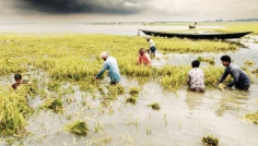 কিশোরগঞ্জে আরও ২ হাজার হেক্টর বোরো জমি পানির নিচে