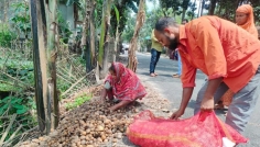 দাম না পাওয়ায় আলু ফেলে দিচ্ছেন কৃষক, ৩ কোটি টাকার ক্ষতি