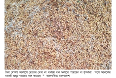 নিষ্কাশনহীন বিলে ডুবছে ধান, রোদহীনতায় অঙ্কুর   