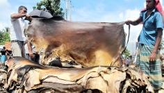 কুরবানির পশুর চামড়ার নতুন দাম নির্ধারণ করল সরকার