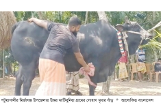 সেই কালো মানিকের দাম ২২ লাখ টাকা  
