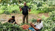 দামুড়হুদায় মৌসুমি ফলের ঘ্রাণে উৎসবের আমেজ