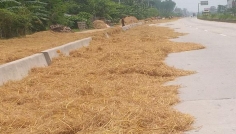 পীরগঞ্জে মহাসড়কে অবাধে চলছে ধান, খড় ও ভুট্টা শুকানো