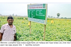 বিষমুক্ত ও নিরাপদ সবজি চাষে কৃষকের ব্যাপক সফলতা  