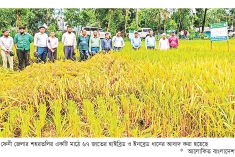 ফেনীতে এক মাঠে ৬৭ জাতের ধানের আবাদ  