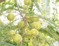 আমলকী যেভাবে খাবেন  