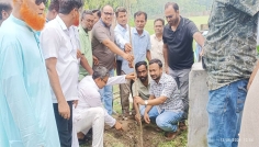 ভাঙ্গুড়া পৌরসভায় বৃক্ষরোপণ কর্মসূচির উদ্বোধন
