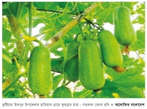 কুষ্টিয়ায় কুমড়া চাষে লাভবান কৃষক  