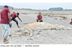 কুয়াকাটা সৈকতে ৫৬ ফুট দৈর্ঘ্যরে মৃত বেলিন তিমি   