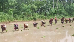 দিনাজপুরে আমন ধান রোপণে ব্যস্ত চাষিরা