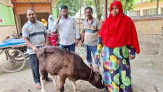 এলএসডির থাবায় ঈশ্বরদী, বেসরকারি হিসাবে শতাধিক গরুর মৃত্যু