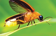 পরিবেশ সুরক্ষায় জোনাকি পোকা  