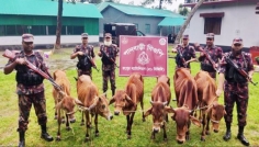 রংপুর সীমান্তে গাঁজা-কারেন্ট জাল উদ্ধার, ভারতীয় ৬ গরু আটক