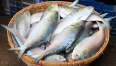 এবারও দুর্গাপূজায় পদ্মার ইলিশ চায় ভারত