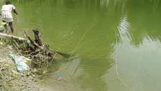 ভূরুঙ্গামারীতে সরকারি গাছ নিয়ে যাওয়ার অভিযোগ