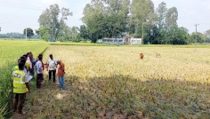 বীরগঞ্জে রাতের আঁধারে জমির ধান কেটে নেওয়ার অভিযোগ